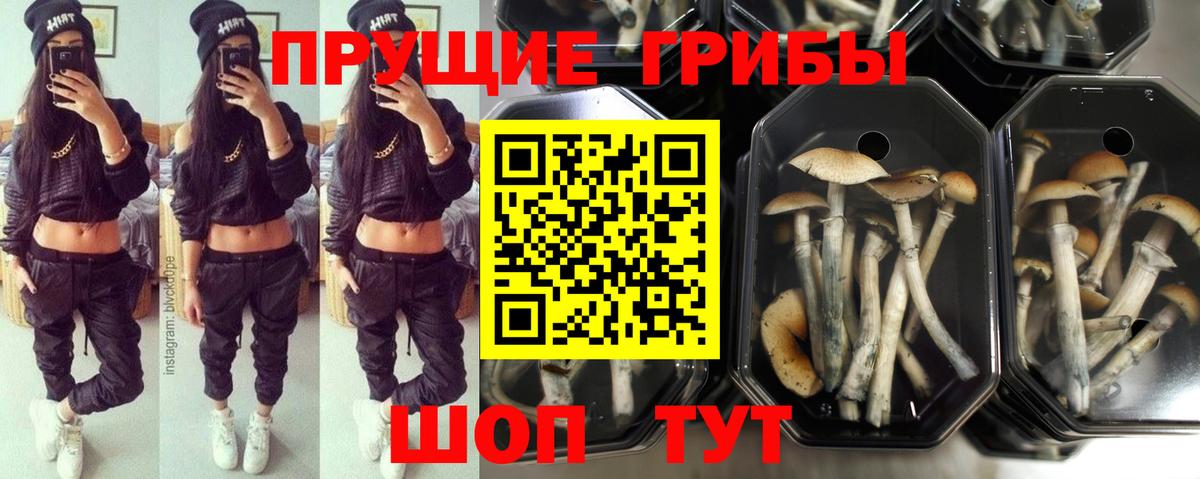 Галлюциногенные грибы прущие грибы Новосибирск